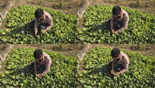 农村摘菜场景高清在线视频素材下载
