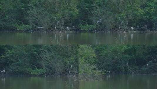 湿地公园的池鹭高清在线视频素材下载