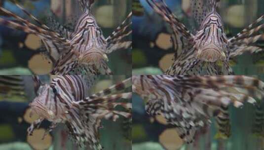 蓑鲉狮子鱼深海鱼类观赏鱼高清在线视频素材下载