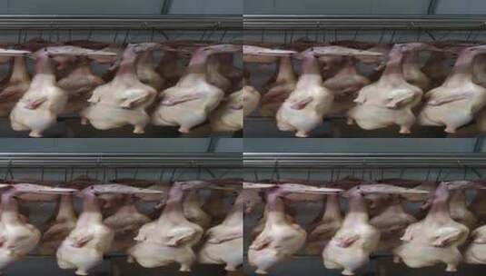 宰杀的鸭子-北京烤鸭半成品高清在线视频素材下载