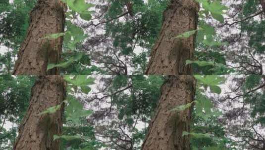 树桩树干植被丛林户外植物仰望公园高清在线视频素材下载