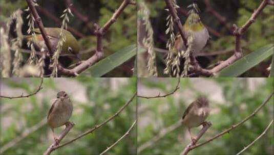 农村的小麻雀小鸟常用乡村鸟类镜头高清在线视频素材下载