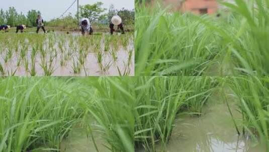 人工插秧水稻种植高清在线视频素材下载