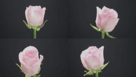 单支粉色玫瑰花旋转高清在线视频素材下载