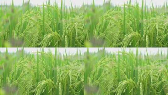 农田里整齐的稻苗高清在线视频素材下载