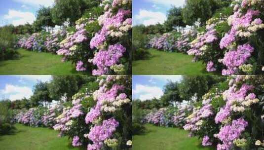 花园绣球花鲜花园艺园林高清在线视频素材下载