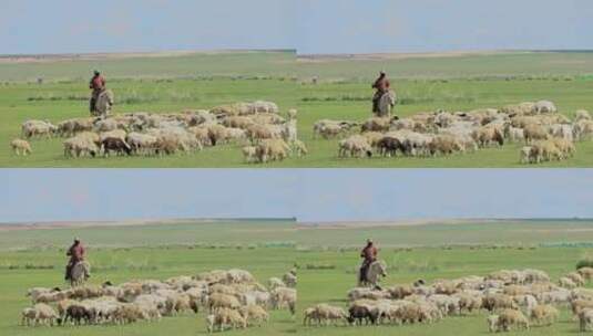 呼伦贝尔草原上的羊群高清在线视频素材下载