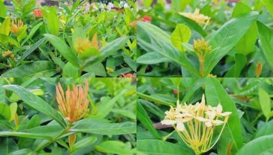 龙船花花卉植物高清在线视频素材下载