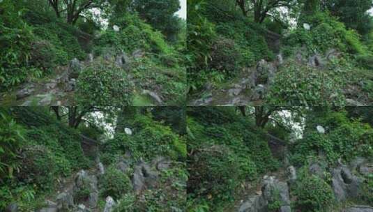 武汉东湖磨山景区盆景园高清在线视频素材下载