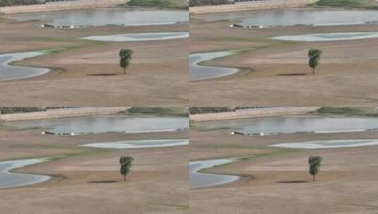 沙滩孤独的树高清在线视频素材下载