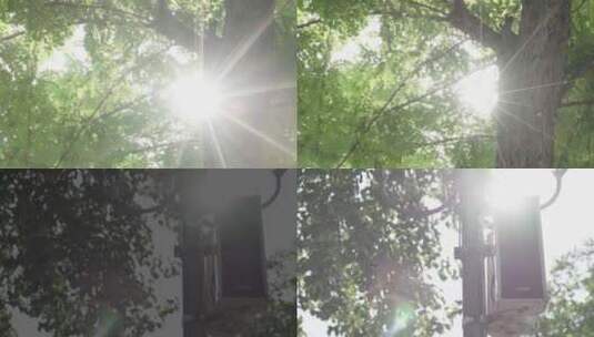阳光透过树叶高清在线视频素材下载