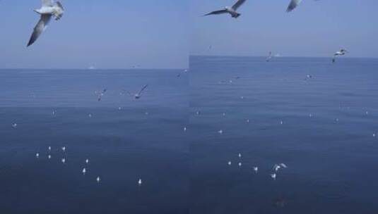 海鸥 一群海鸥高清在线视频素材下载