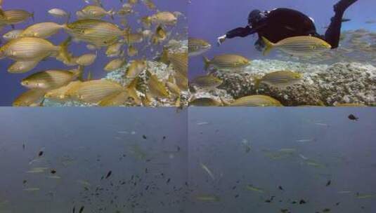 海底世界高清在线视频素材下载