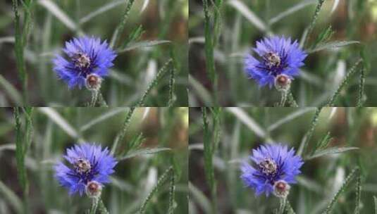 蜜蜂在蓝色的花朵上采蜜高清在线视频素材下载