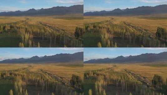 新疆哈密东天山草原松树塘森林航拍高清在线视频素材下载