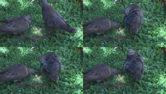 鸽子在草地上觅食高清在线视频素材下载