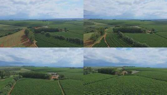 海外咖啡豆种植园视频高清在线视频素材下载