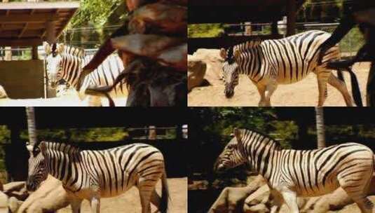 在动物园里散步的斑马高清在线视频素材下载