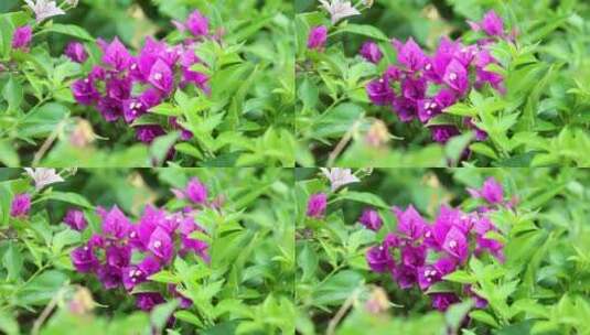 4K 三角梅 植物 花朵 园林 绿植高清在线视频素材下载