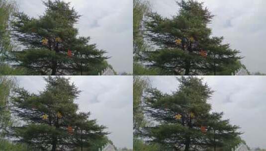 天空下的松树高清在线视频素材下载