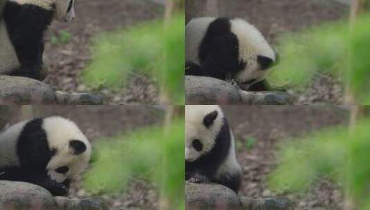 可爱国宝大熊猫幼崽独自玩耍特写镜头高清在线视频素材下载