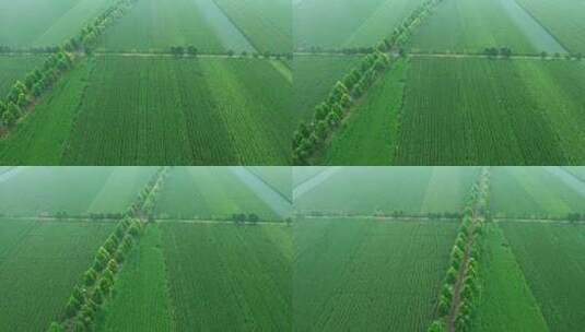 雾气滋养中的农田高清在线视频素材下载