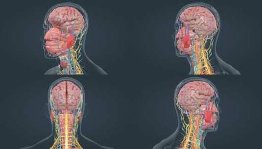 3D医学人体解剖大脑神经系统人体奥秘高清在线视频素材下载