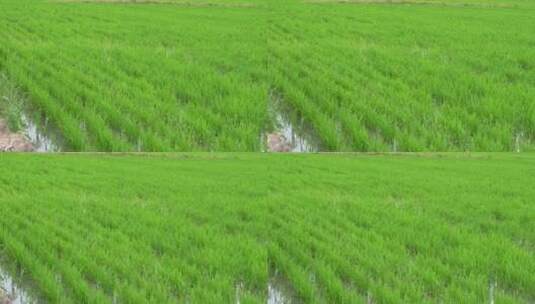 一亩绿色水稻田地稻苗高清在线视频素材下载
