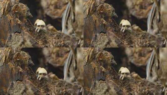 雨后树干上的蘑菇在生长高清在线视频素材下载