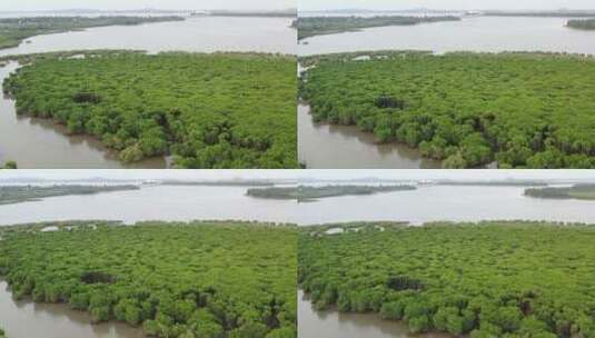 东寨港红树林高清在线视频素材下载