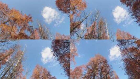 蓝天白云红杉林自然风光俯拍高清在线视频素材下载