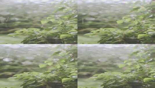 雨中雨滴拍打树叶绿色植物高清在线视频素材下载
