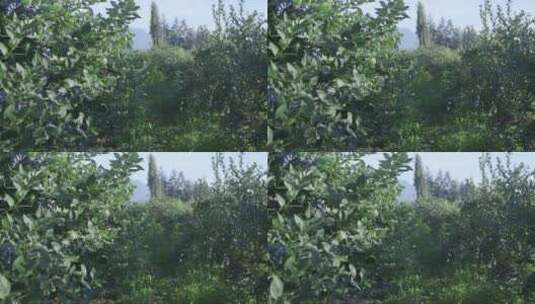 蓝莓的种植园区高清在线视频素材下载
