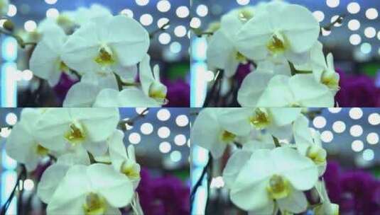 美丽的蝴蝶兰 (2)高清在线视频素材下载