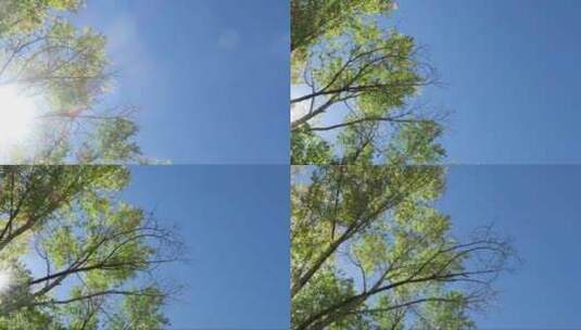 仰视蓝天下的绿树高清在线视频素材下载