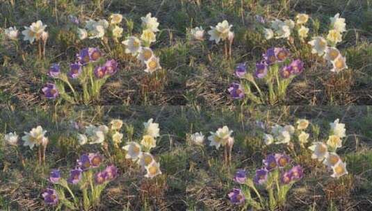 呼伦贝尔草原野生花卉白头翁高清在线视频素材下载