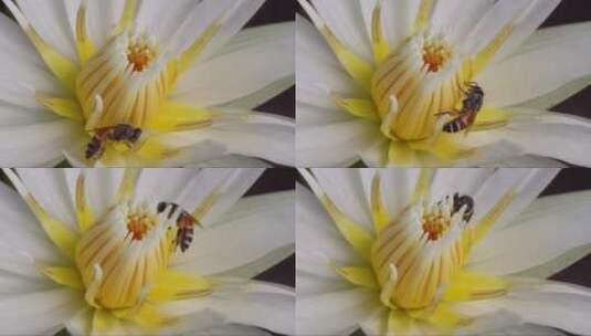 白色的睡莲里花粉高清在线视频素材下载