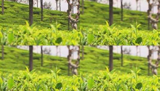 树林中的茶叶镜头特写高清在线视频素材下载