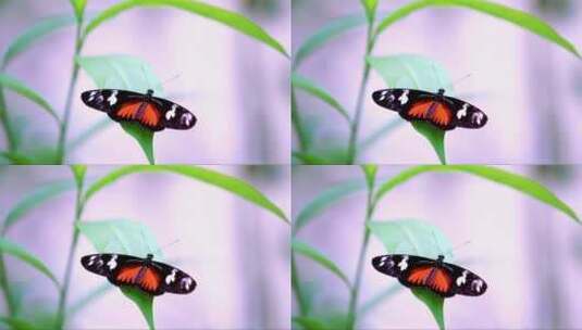 蝴蝶从树叶上飞走高清在线视频素材下载