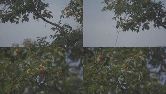 柿子树成熟火晶柿子红色挂满枝头镜头合集高清在线视频素材下载