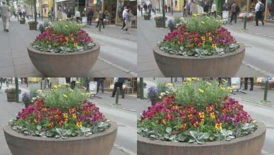 街道上的彩色花朵高清在线视频素材下载