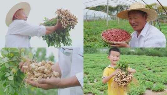 花生种植基地高清在线视频素材下载