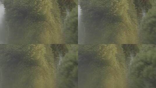 原始森林里的苔藓高清在线视频素材下载