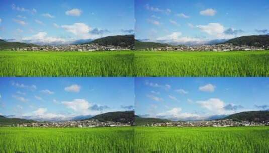 夏天和顺古镇前的绿色稻田高清在线视频素材下载