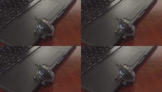 爬向键盘的小乌龟高清在线视频素材下载
