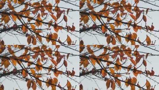秋天在阳光下摇曳的树叶高清在线视频素材下载