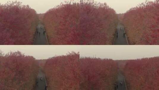 秋日树林红叶航拍高清在线视频素材下载