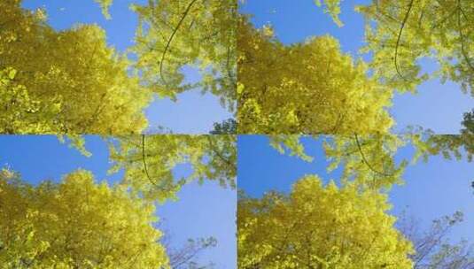 仰拍蓝天下的金黄银杏树高清在线视频素材下载