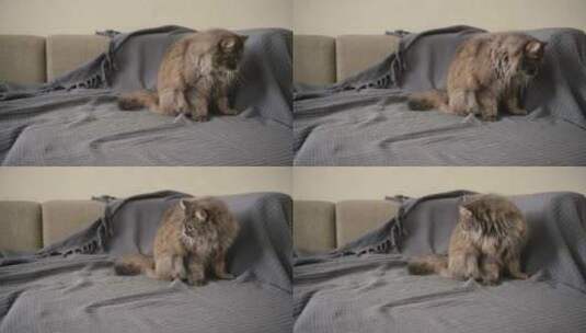 坐在沙发上的猫咪高清在线视频素材下载