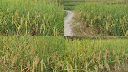 稻谷大米农业粮食合集高清在线视频素材下载